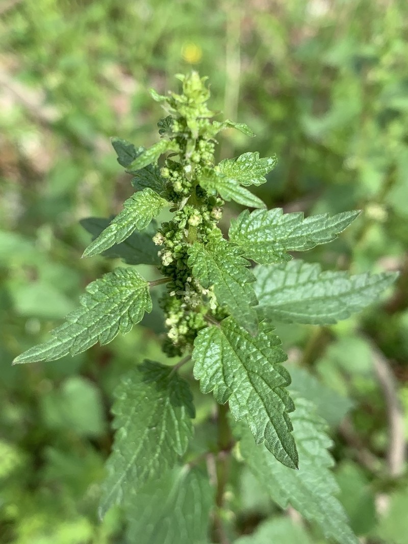 Heartleaf Nettle photo 8