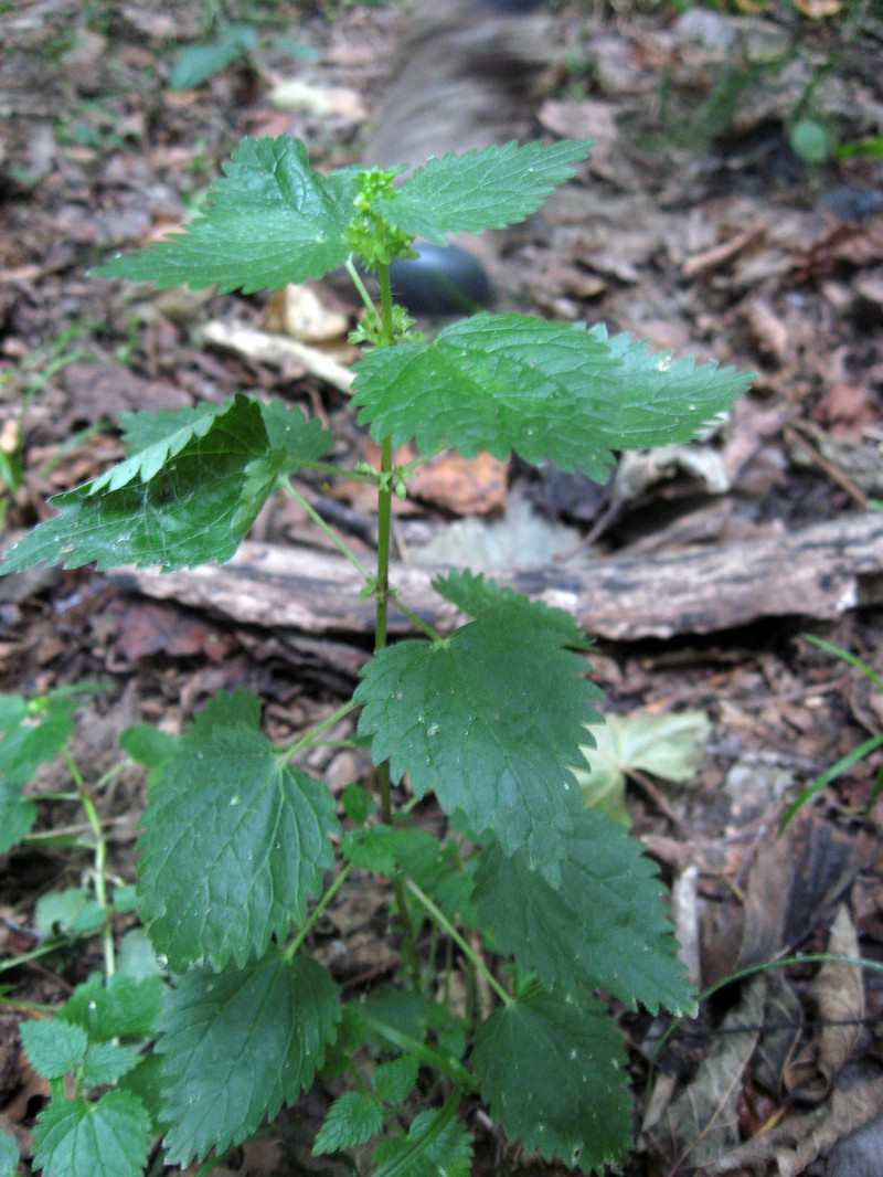 Heartleaf Nettle
