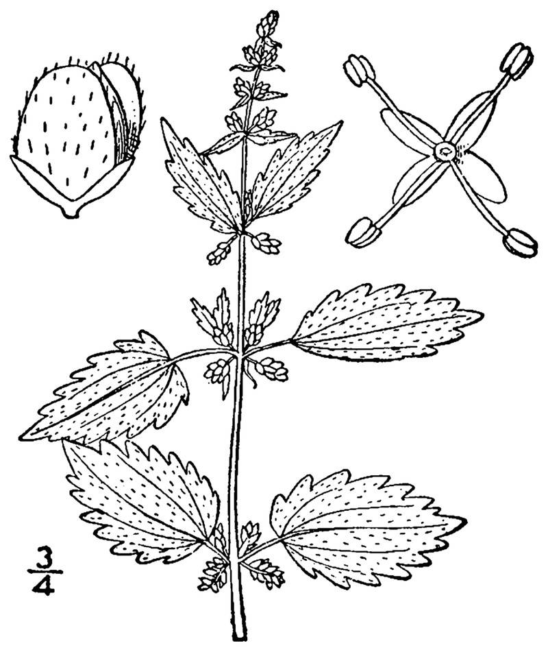 Heartleaf Nettle photo 2