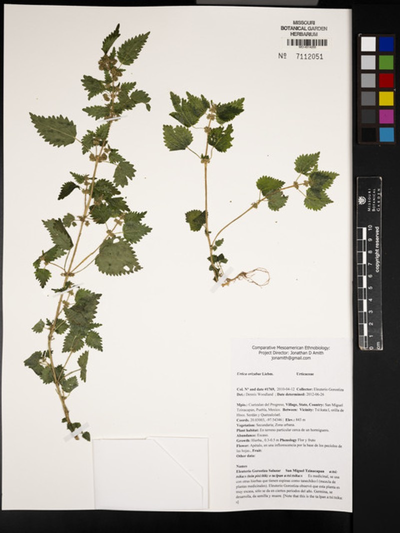 Urtica chamaedryoides subsp. chamaedryoides