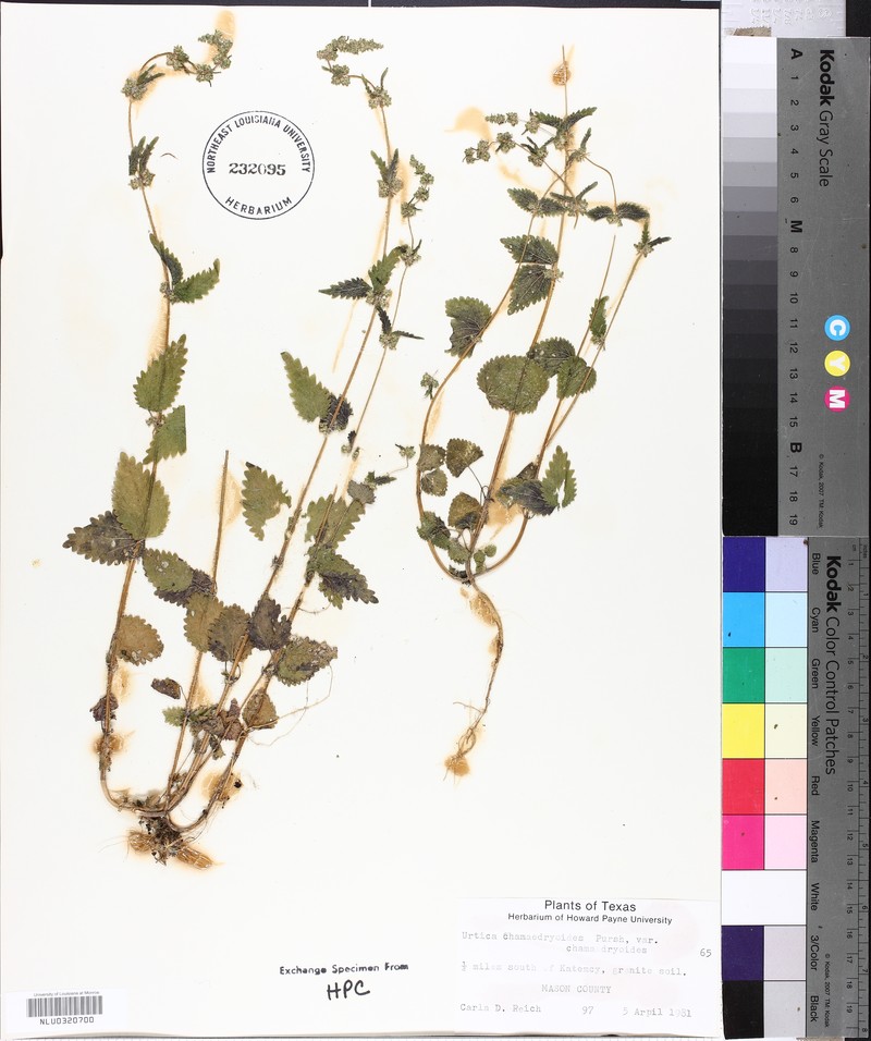 Urtica chamaedryoides subsp. chamaedryoides photo 2