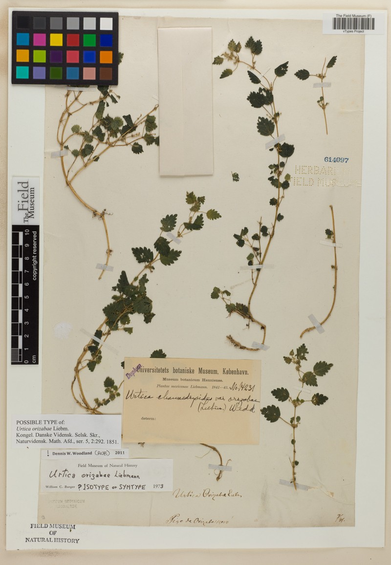 Urtica chamaedryoides subsp. chamaedryoides photo 3