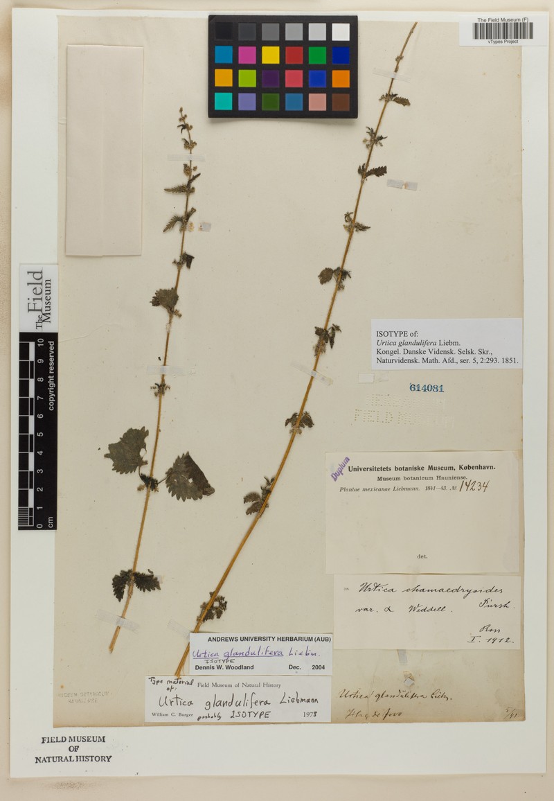 Urtica chamaedryoides subsp. chamaedryoides photo 4
