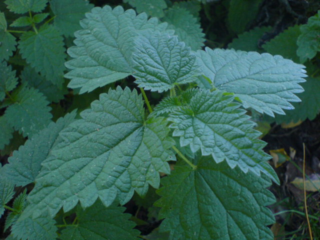 Stinging Nettle photo 2