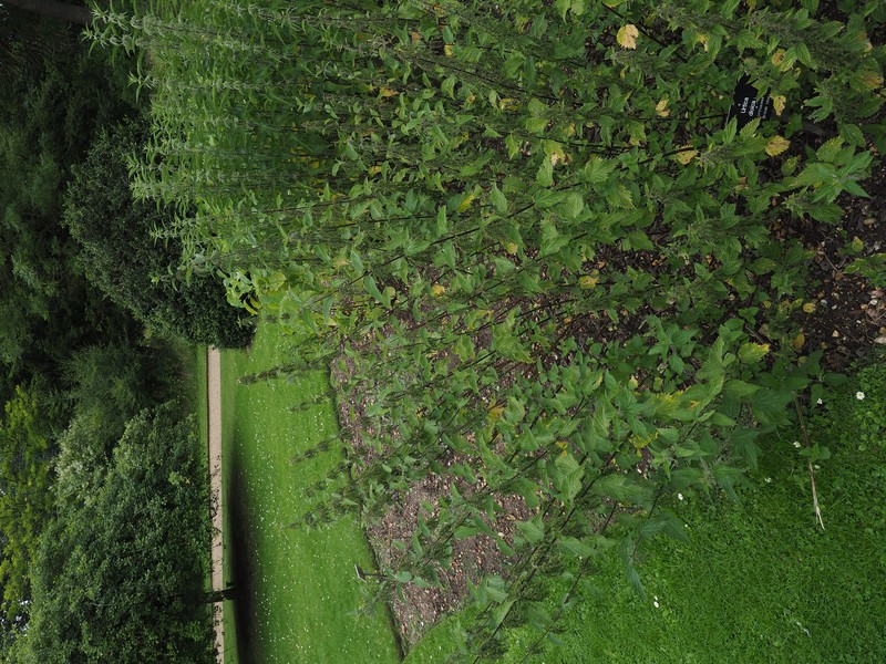 Stinging Nettle photo 3