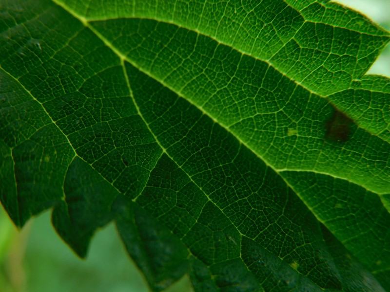Stinging Nettle photo 5