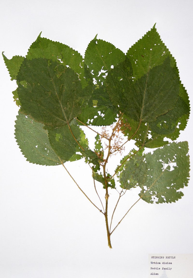Urtica dioica subsp. dioica