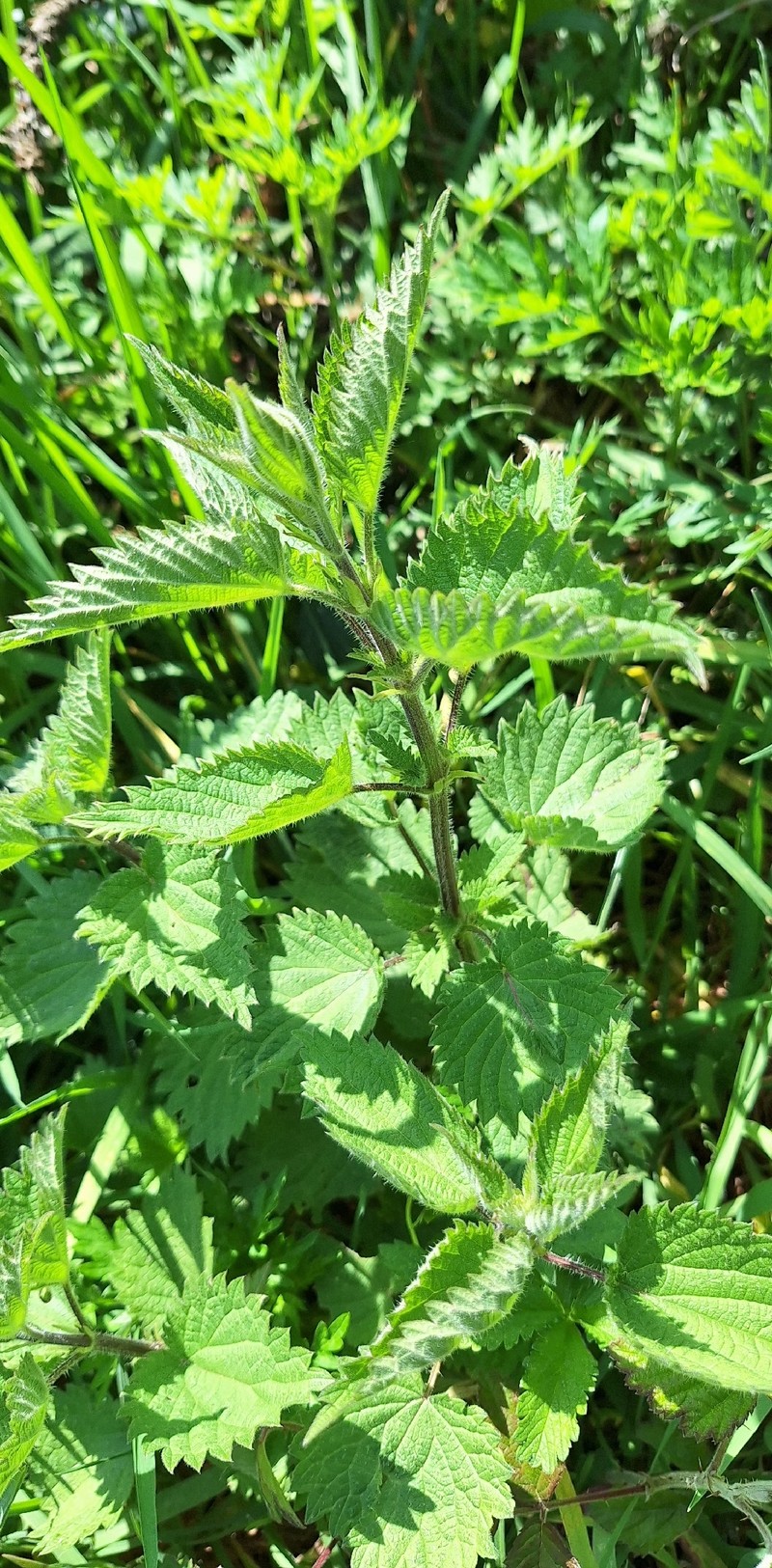Urtica dioica subsp. dioica photo 2
