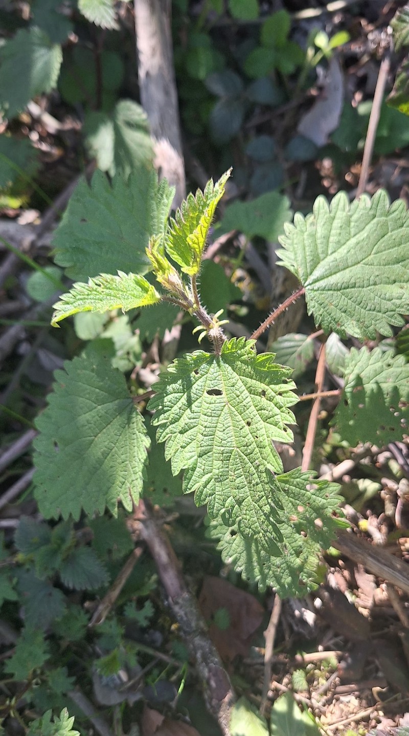 Urtica dioica subsp. dioica photo 3