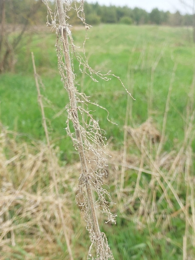 Urtica dioica subsp. pubescens