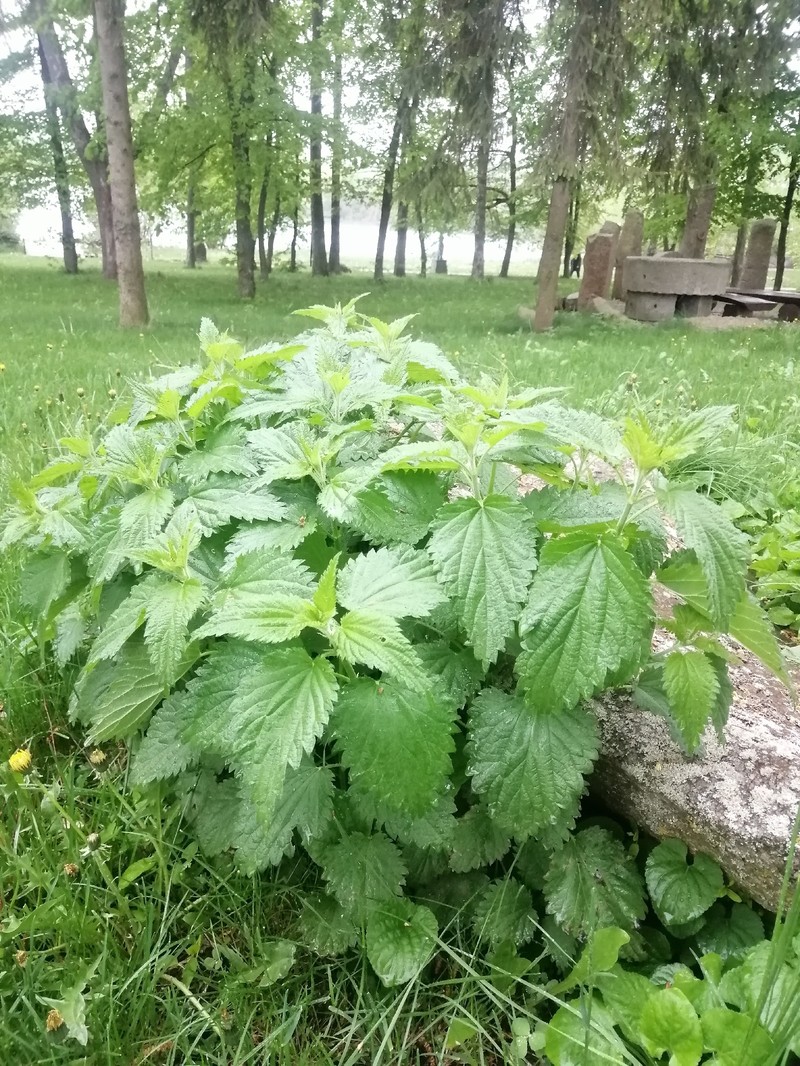 Urtica dioica subsp. pubescens photo 2