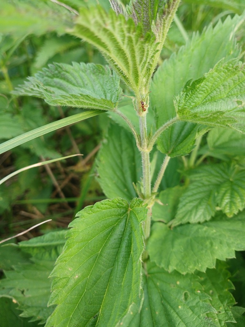 Urtica dioica subsp. pubescens photo 3