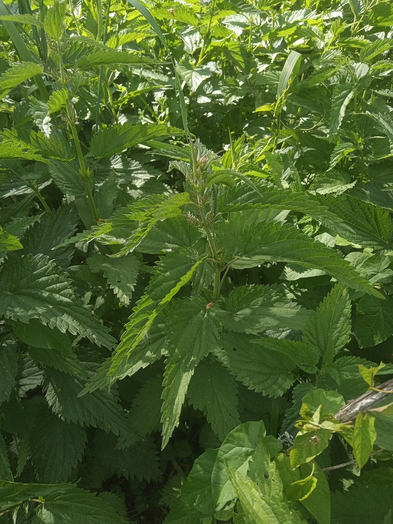 Urtica dioica subsp. pubescens photo 4
