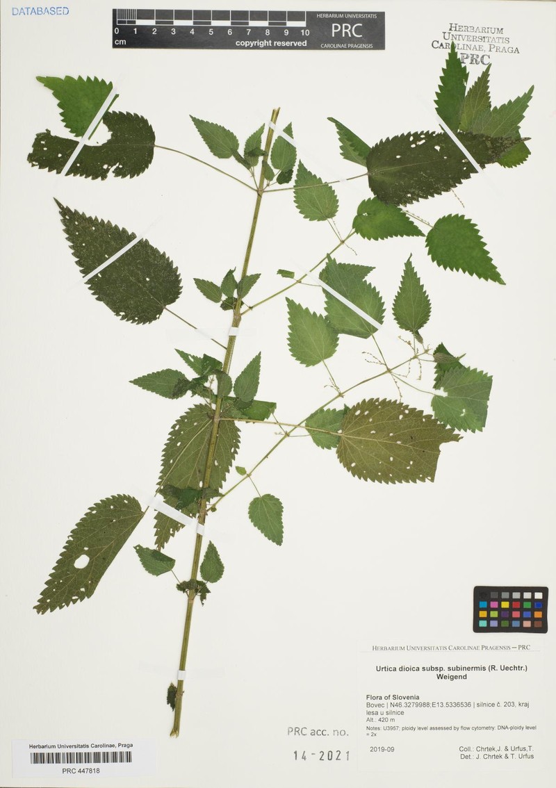 Urtica dioica subsp. subinermis