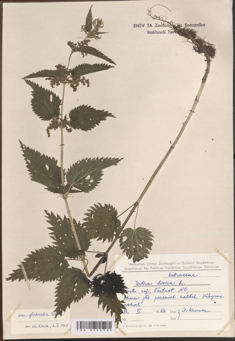 Urtica dioica var. glabrata