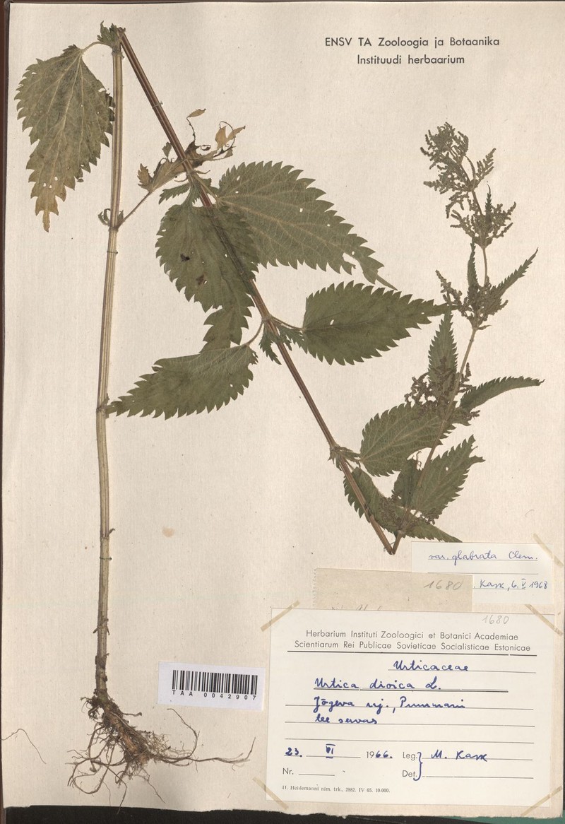 Urtica dioica var. glabrata photo 2
