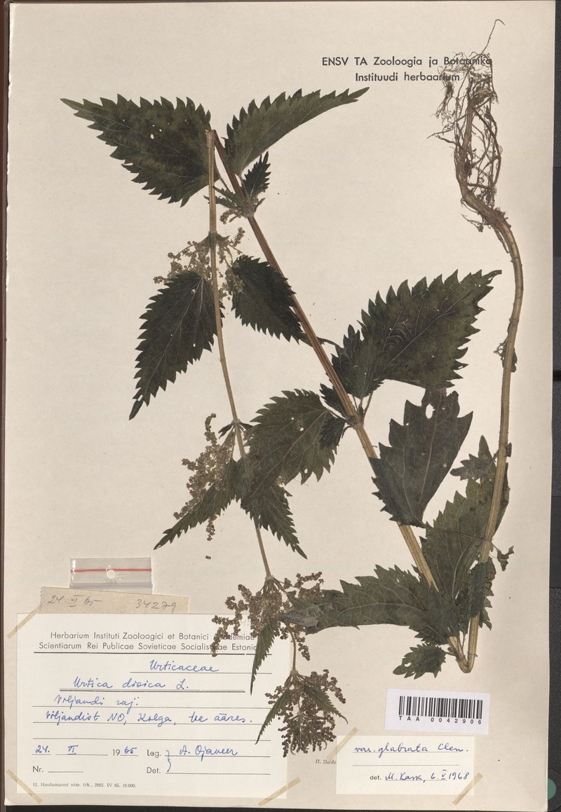 Urtica dioica var. glabrata photo 3