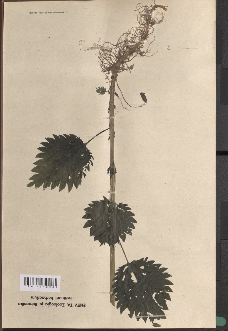 Urtica dioica var. glabrata photo 4