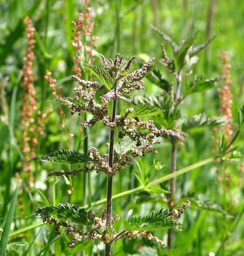 Urtica dioica var. holosericea