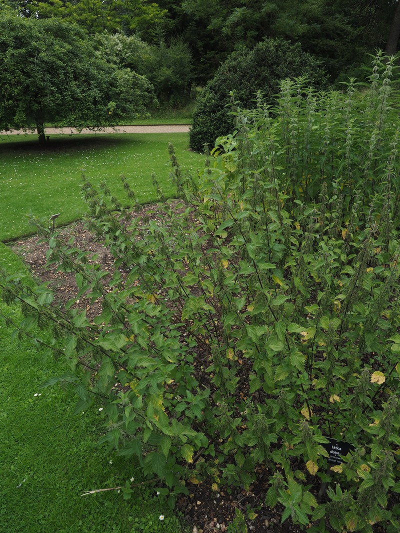 Urtica dioica var. holosericea photo 2