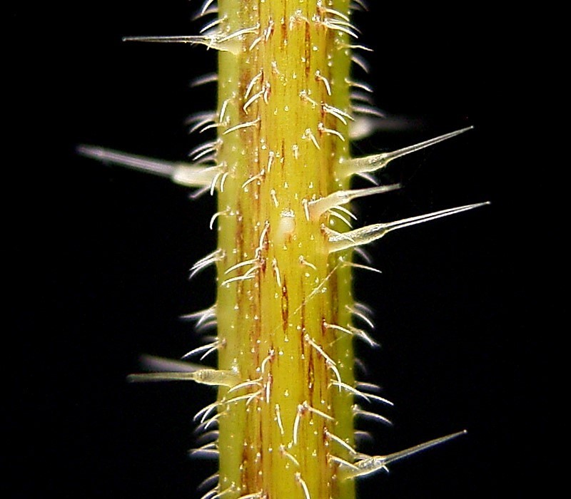 Urtica dioica var. holosericea photo 3