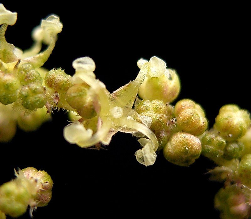 Urtica dioica var. holosericea photo 4