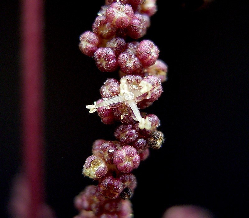 Urtica dioica var. holosericea photo 5