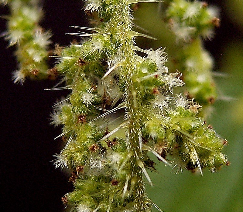 Urtica dioica var. holosericea photo 6