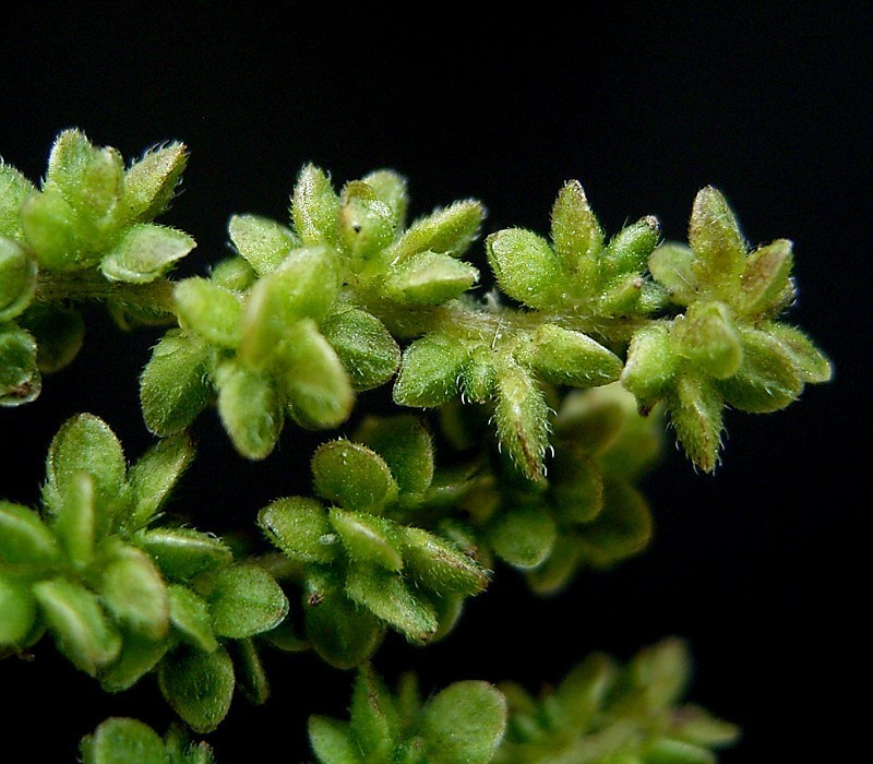 Urtica dioica var. holosericea photo 7