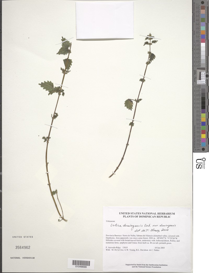 Urtica domingensis var. domingensis