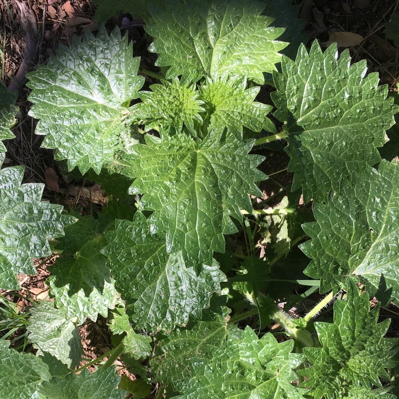 Mountain Nettle