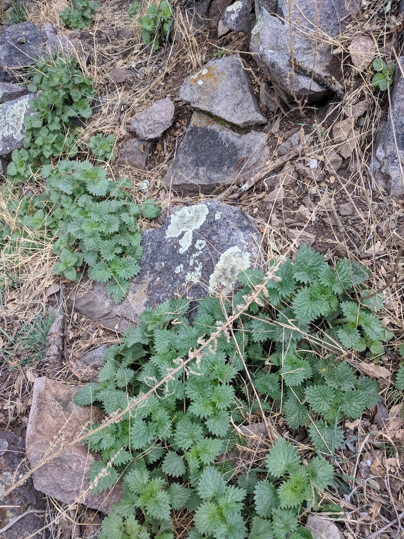 Mountain Nettle photo 2