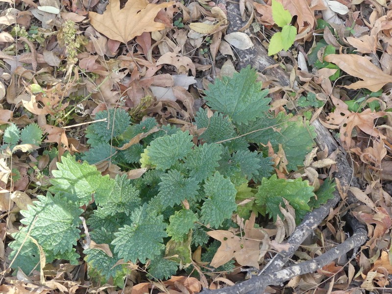 Mountain Nettle photo 3