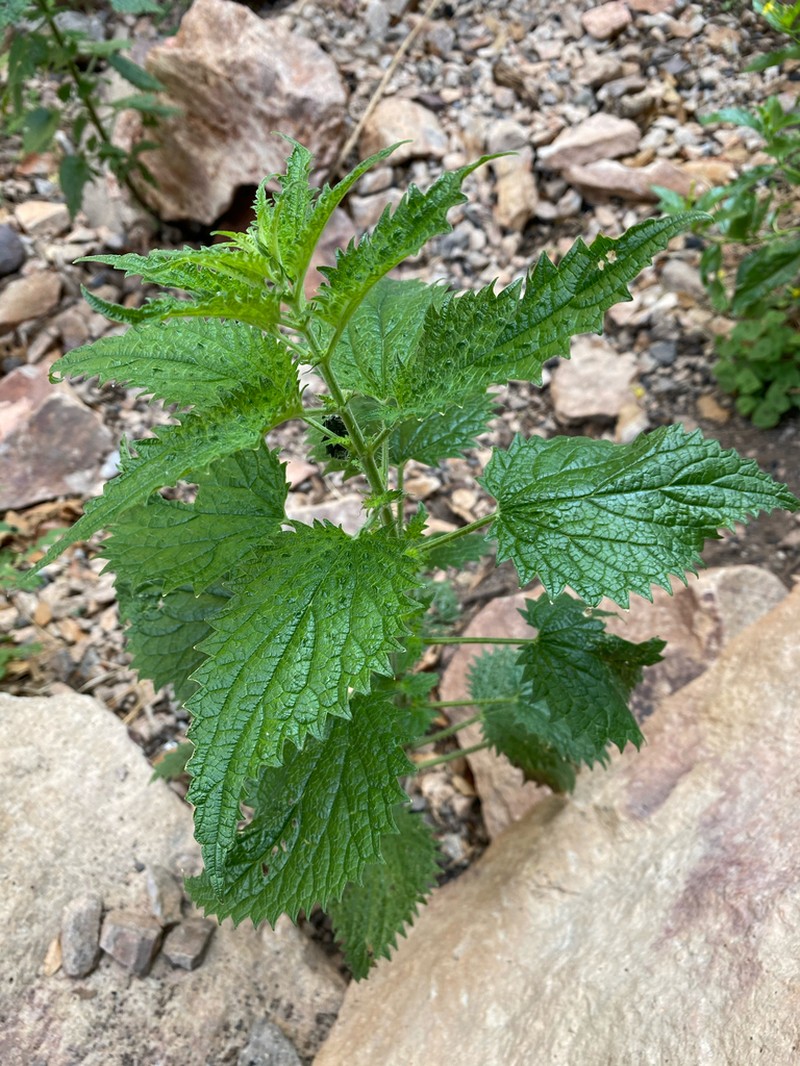 Mountain Nettle photo 4