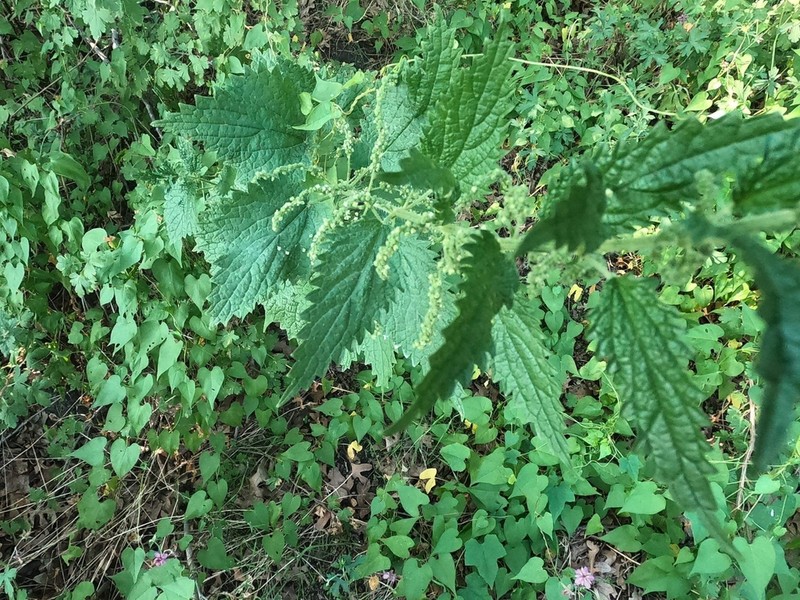 Mountain Nettle photo 5