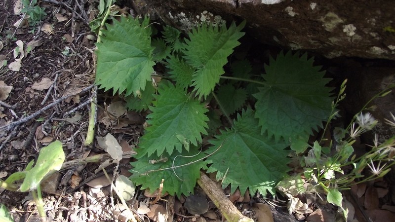 Mountain Nettle photo 6
