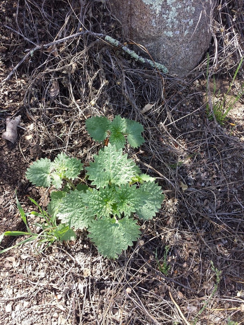Mountain Nettle photo 8