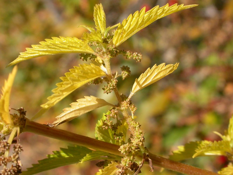 Urtica gracilis