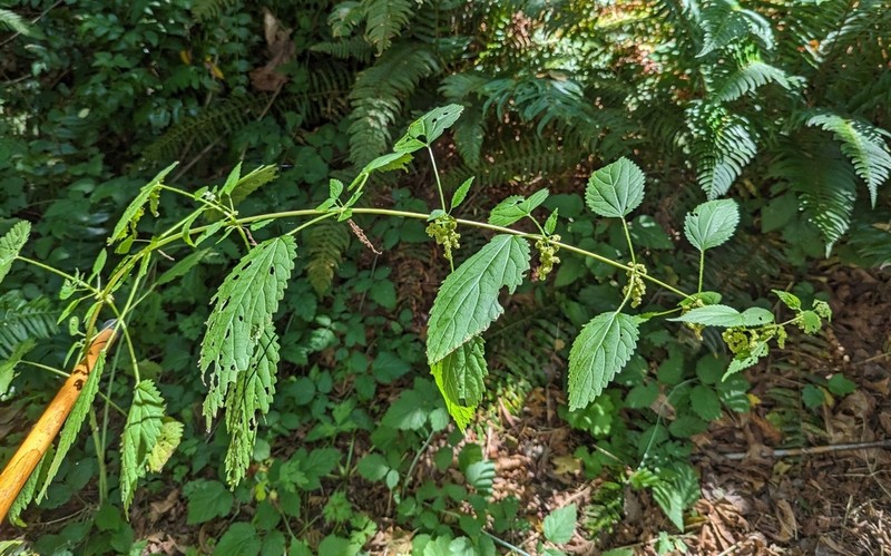 Urtica gracilis photo 2