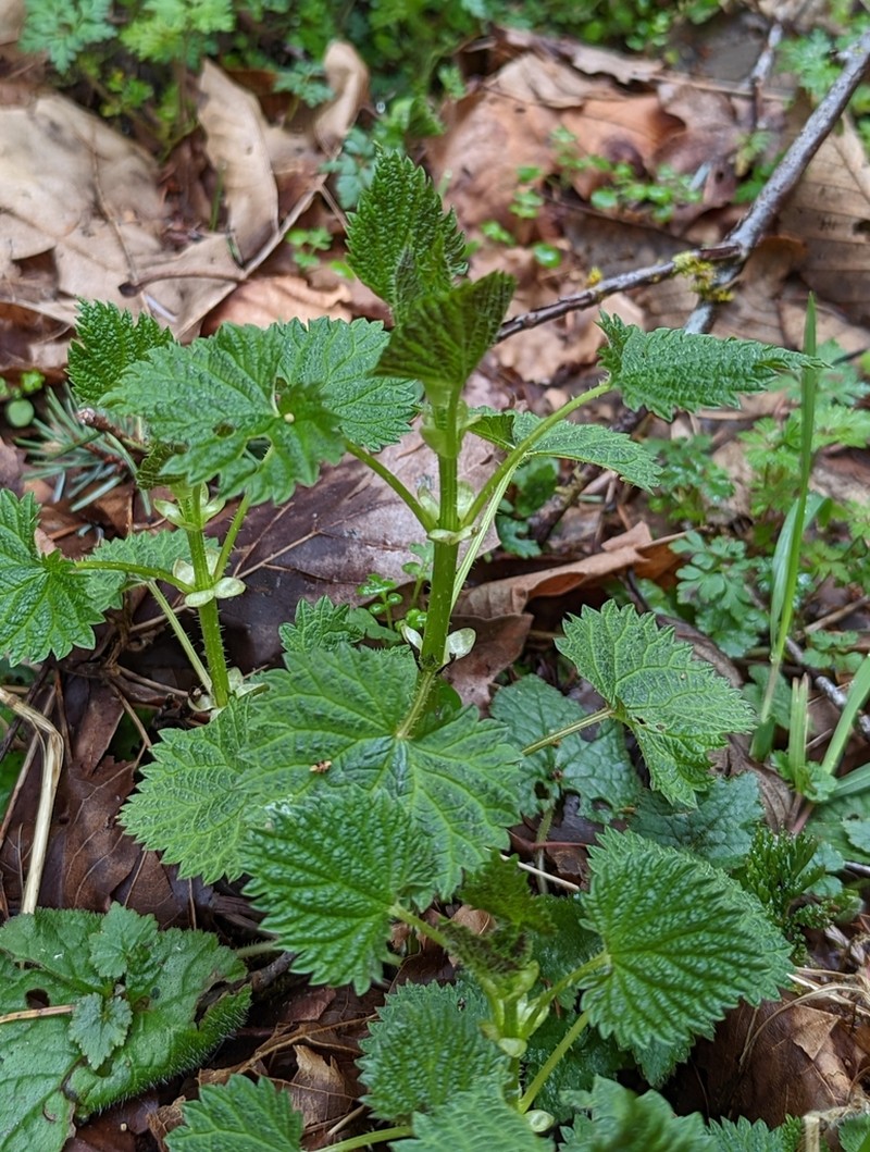 Urtica gracilis photo 3