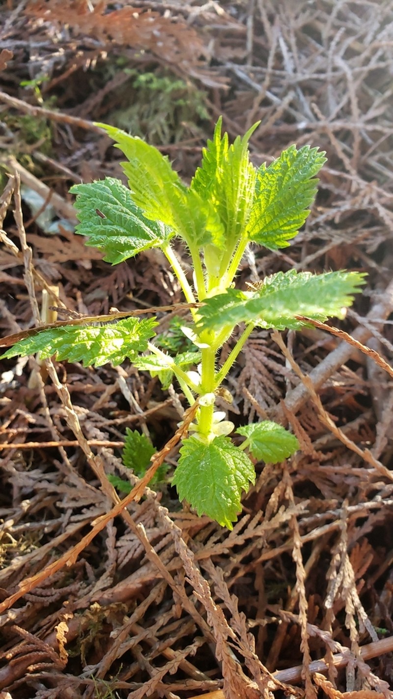 Urtica gracilis photo 4