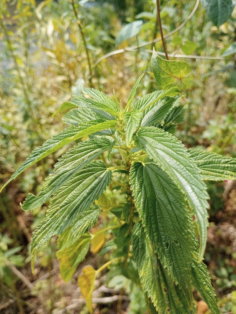 Urtica gracilis photo 5
