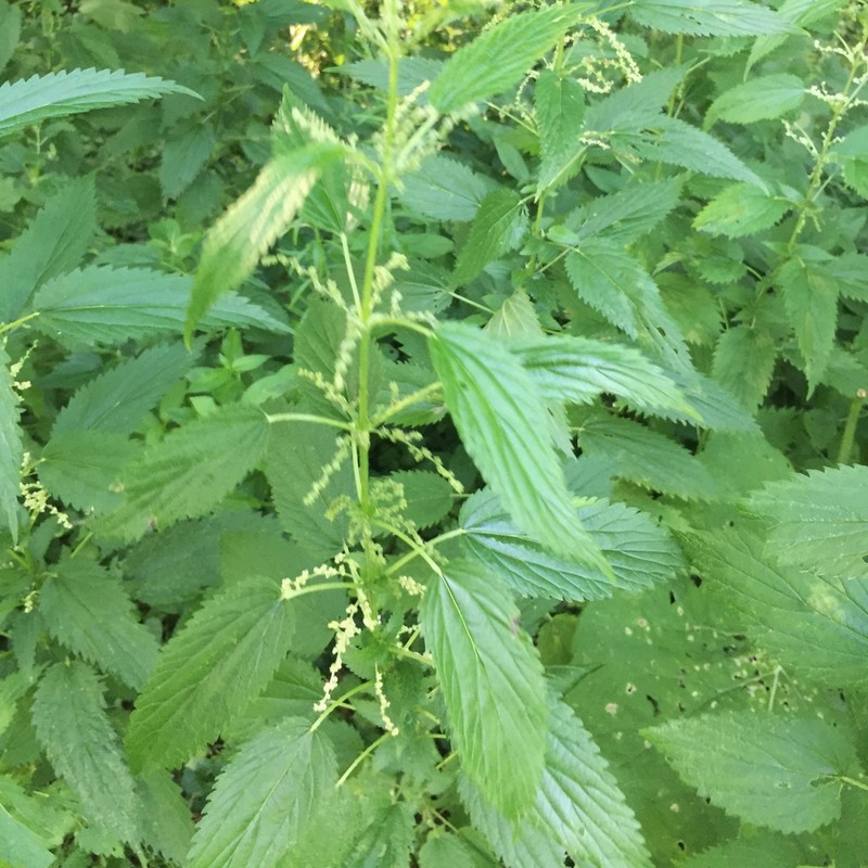 Urtica gracilis photo 6