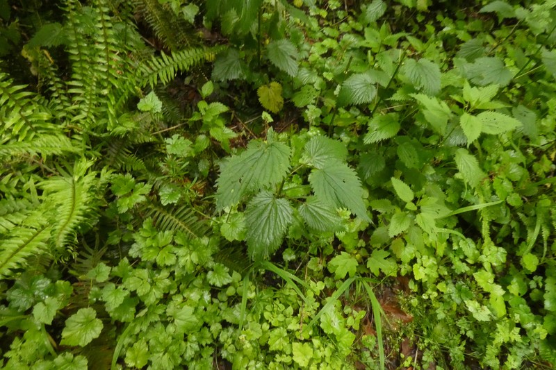 Urtica gracilis photo 7