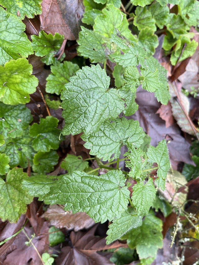 Urtica gracilis subsp. gracilis