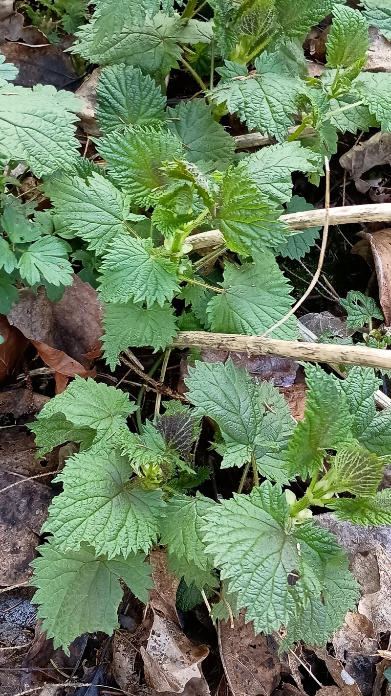 Urtica gracilis subsp. gracilis photo 2