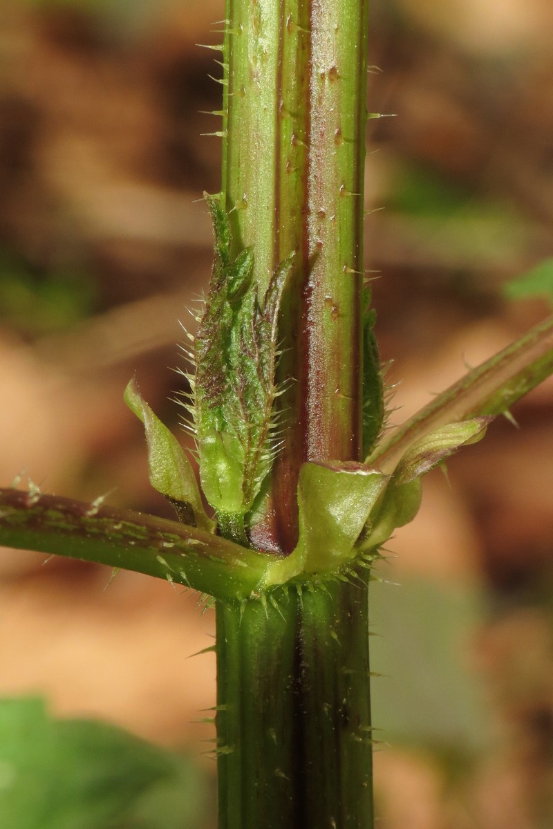 Urtica gracilis subsp. gracilis photo 3