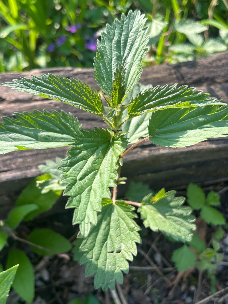 Urtica gracilis subsp. gracilis photo 4