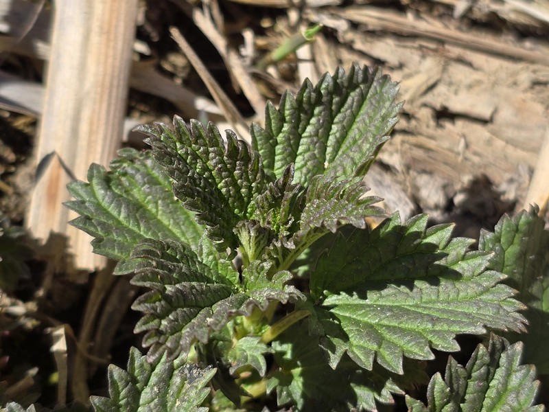 Urtica gracilis subsp. gracilis photo 5