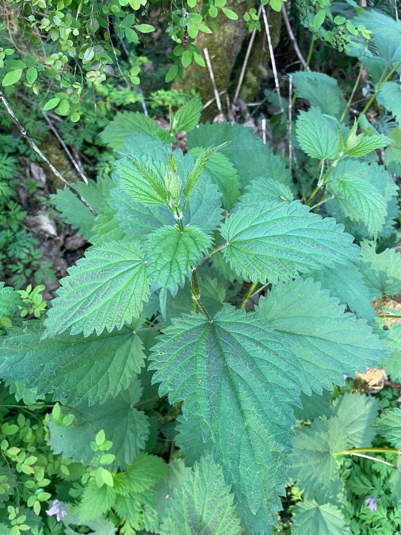 Urtica gracilis subsp. gracilis photo 6